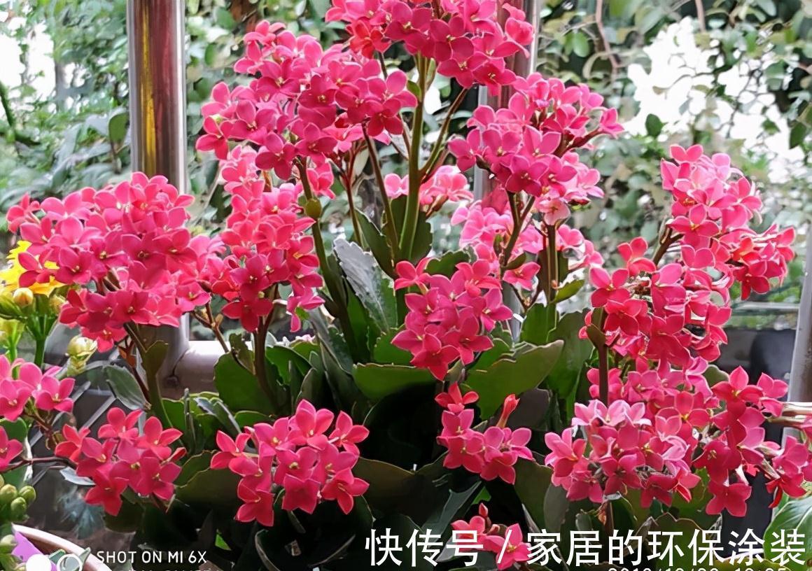 花肥不用买，在家自己做，“垃圾”桶里泡一泡，浇花大爆棚