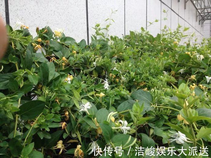 蚜虫|自制养花杀菌水，7天浇一勺，花不生虫不烂根