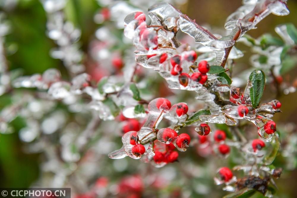  拍摄的植物|四季之歌｜大雪至 仲冬始