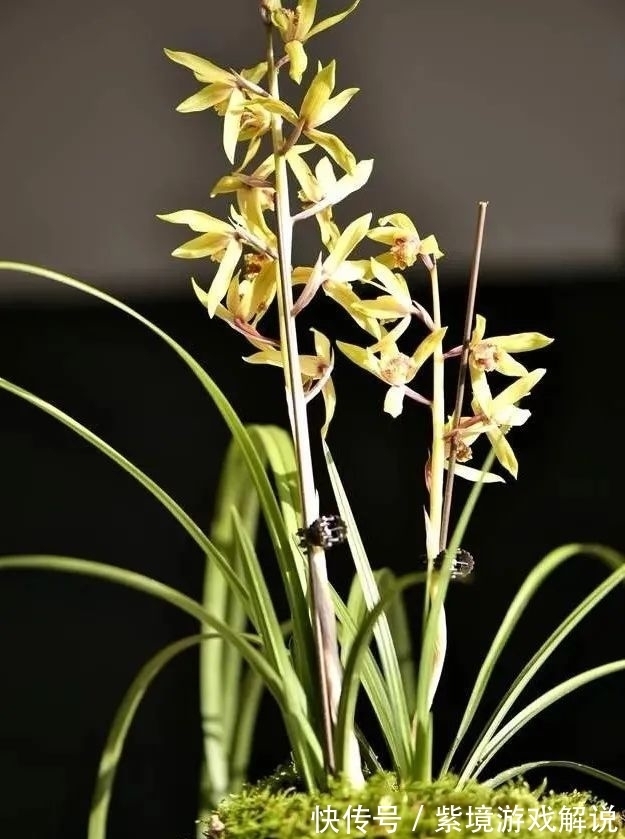 兰花浇水有讲究，浇半截水还是浇透水，究竟怎么掌握？