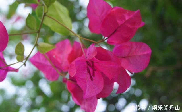 阳台上|这些花养阳台,沾土就活,开花早,优雅而美丽,色彩柔美和婉