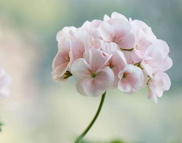 特别易爆盆的几种植物,养在家里美极了,花苞突突冒,花大色艳