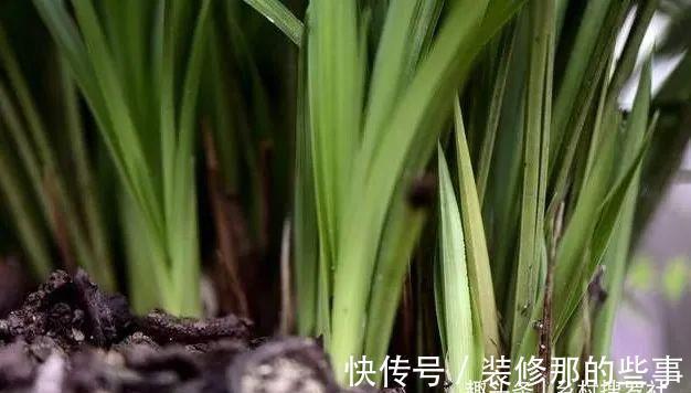 兰花一直养不壮?而且难开花?这些原因如何处理?教你一个小技巧