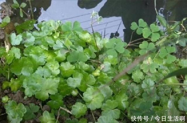 宝藏|此草名字奇异,药农称其为“崩大碗”,农民当它是野草,错过宝藏!