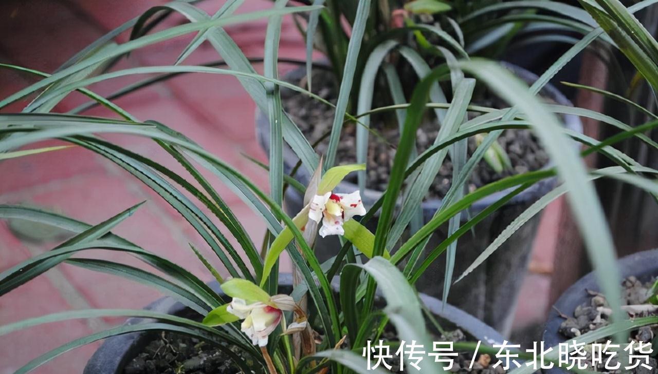 文人都爱3种花卉,显得家居更有档次,不做作,显品位