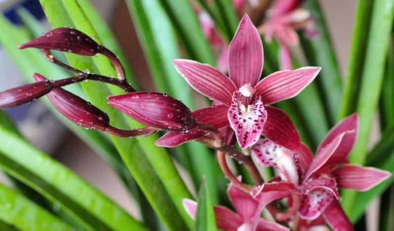 窗台盆栽养国兰小技巧:这2方面到位,打理省心又效果好