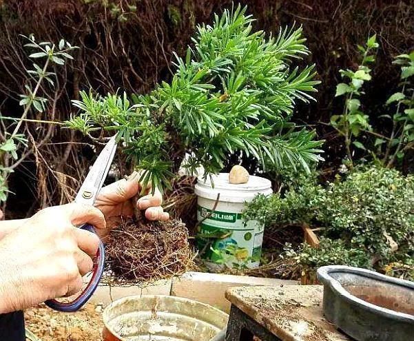 植株|老师傅经验养盆景,不会修剪“3种根”,再养7年都“不入门”