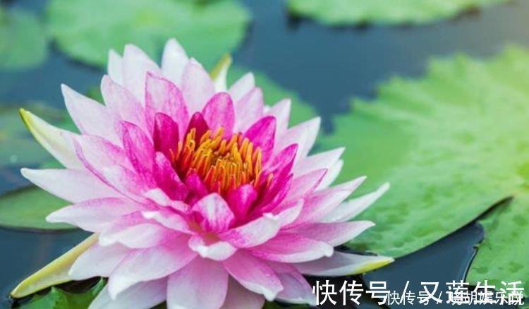 百合花|家里阳台养此款花，新手也能养爆盆，绚丽多彩，沁人心脾