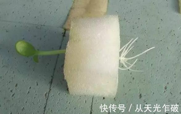 天气转凉了!用海绵扦插植物,遵循这4步,操作简单、零失误