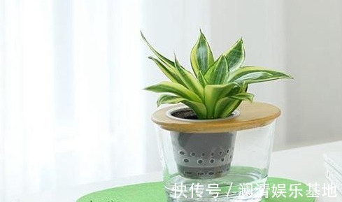 3种“矫情”的植物，养不好赶紧扔水里“水培”，越长越旺盛！