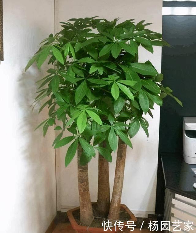 天冷后,这几种花就得“穷养”,不施肥、少浇水,越长越旺