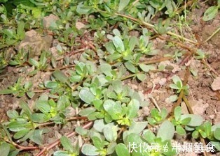 马齿笕|救命的“马儿菜”，原来对人还有这么多好处，真的”浑身是宝“