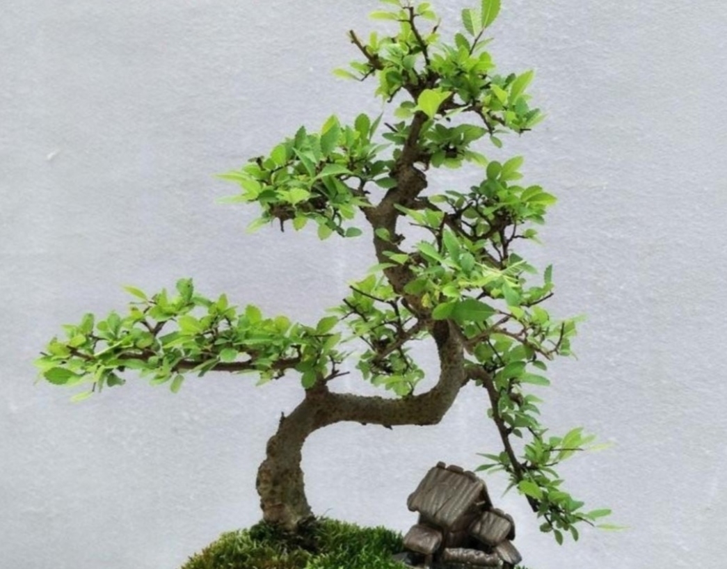 养盆景,常用“5种树”,造型美观,漂亮大方