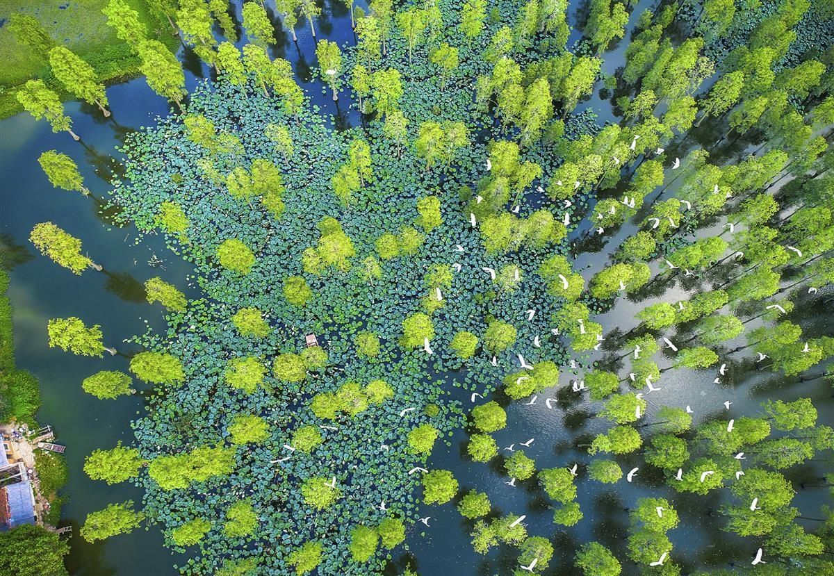 湖北省水利厅消息！湖北今年这样保护治理湖泊