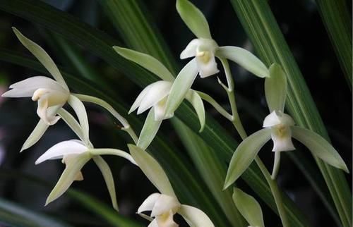 入手|老花匠都爱养的2款“名贵”兰花，花香袭人，价格亲民，值得入手