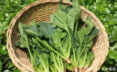 养出|胃不好,几种食物换着每天吃一点,修复胃黏膜,养出好胃!