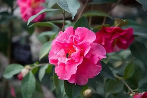 此花比牡丹还美，四季开花，花量丰富，是阳台盆栽佳品！