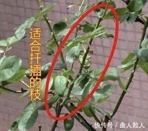 扦插月季不生根用它捂一捂,过几天“冒白根”,变成月季大户!