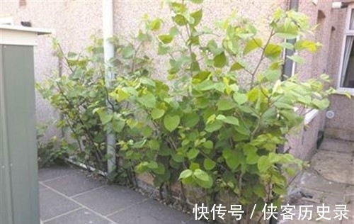 入药|一种植物甚至可以将人逼到自杀,它究竟是什么植物?