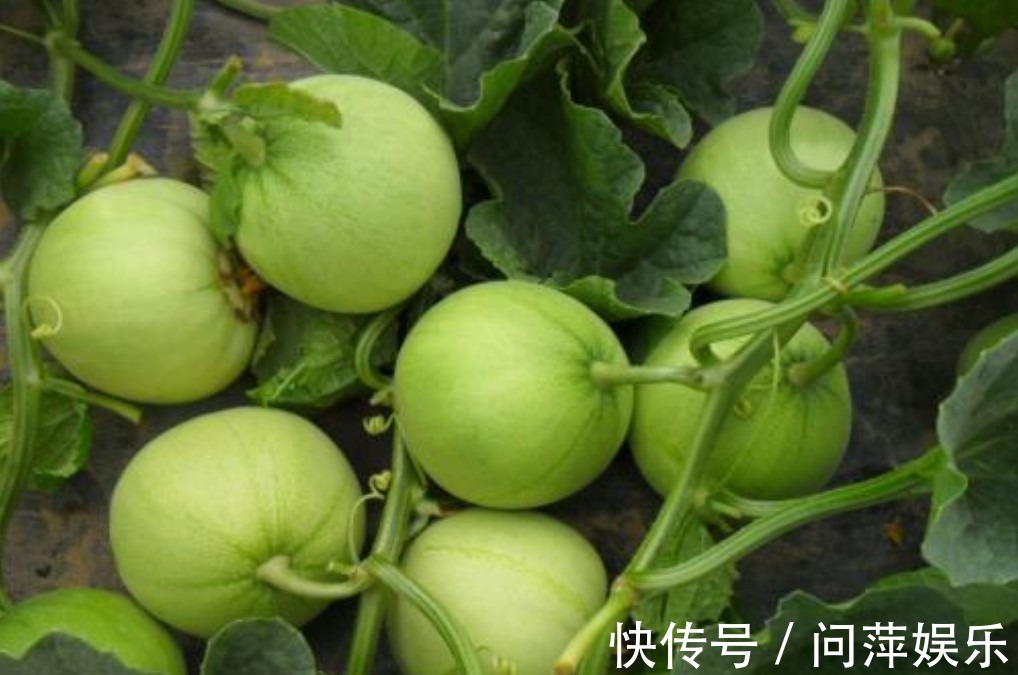 养颜|女性不想显老,多吃3种食物,养颜排毒、帮助消化,爱吃就赚了