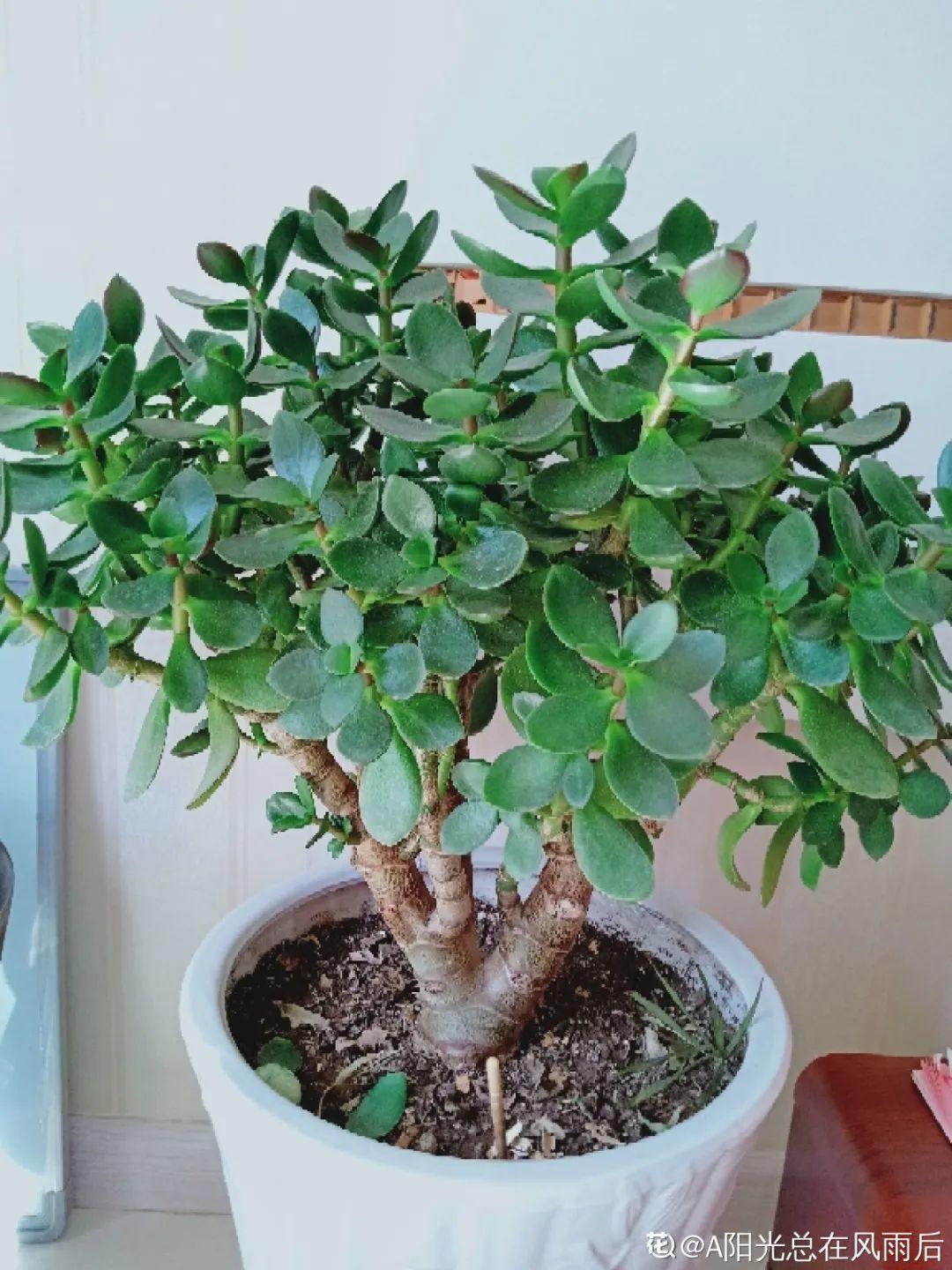 折腾不死的25种花,咋养都爆盆,家里必须养!