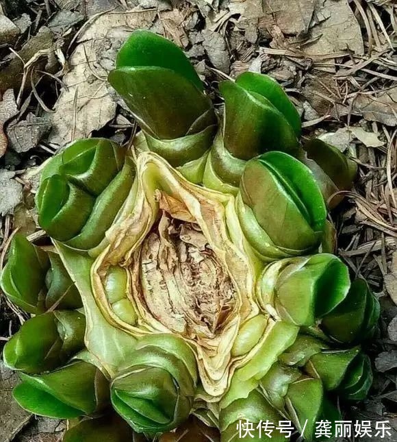 吊兰|黄叶快死的五种花卉,狠狠给它剪秃了,过几天呼呼长出一大堆