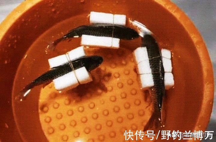 想让鱼活的时间长点,给鱼穿上“救生衣”,老钓友:脑子让驴踢了