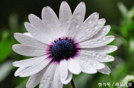 春天养这几款花，枝条插土就生根，开花轻松爆盆，花型独特又美观