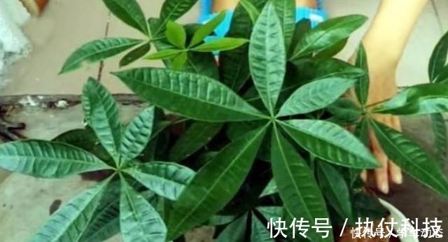 酸角|3类种子得捡回家,冬天将它扔水里,呼呼长成漂亮的绿植盆栽!