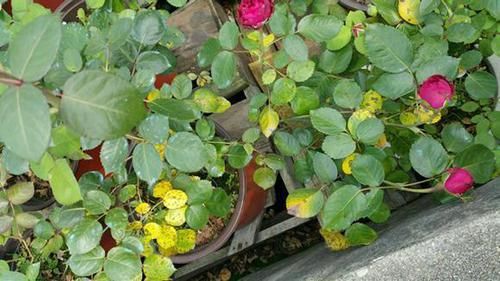 养花必备的杀菌剂，到底怎么用？多菌灵只是“初级”，黄叶不管用