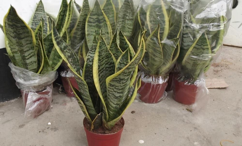 虎皮兰叶黄，枯萎，教你三个小诀窍，1星期就往上窜5厘米