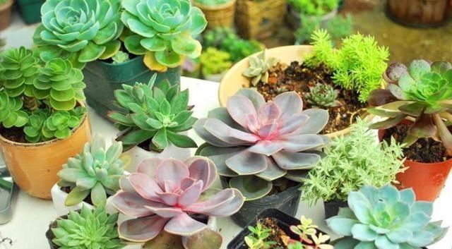 浇水|多肉一到夏季就休眠这3种长出“小包子”,照样美美哒