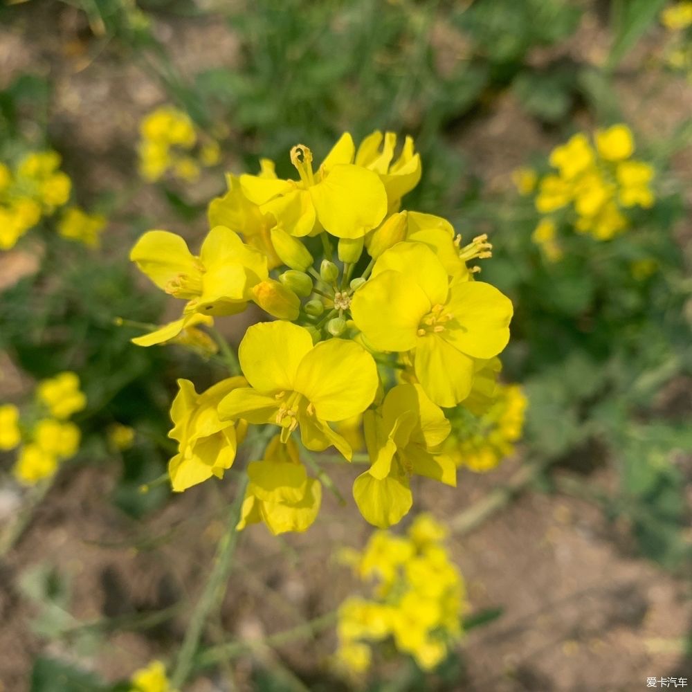 赏油菜花