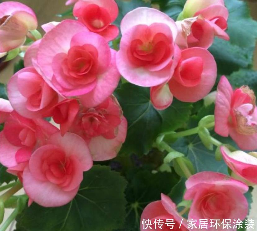 开花最香的4种花,家里养一盆,吉祥富贵,红红火火好运来!