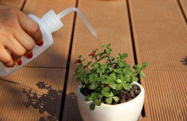 碰到高温“浇水”有窍门,按我的方法来,家里绿植不怕黄叶烂根