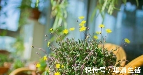 多肉度夏难?选择这些多肉植物准没错,安全度夏无压力!不要错过