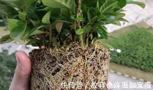 修剪|栀子花买到做3步,让它花全开,花后换盆强修剪,明年照样开爆盆