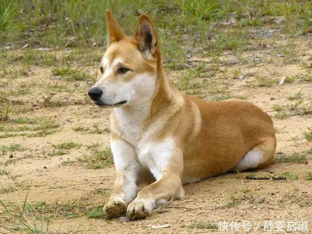 文廷式$3副精彩绝伦的对联,对仗工整,文采很不一般