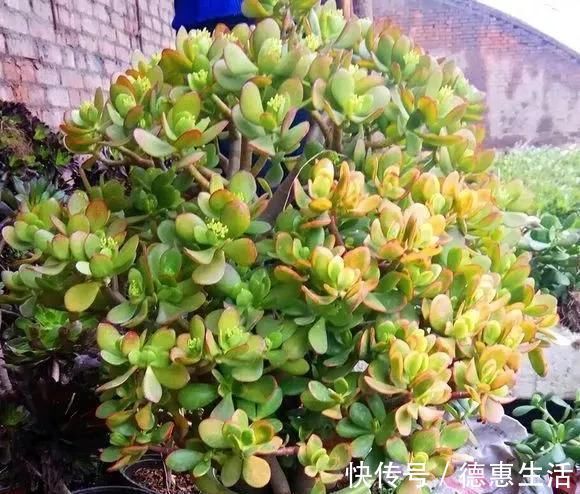 这16种花冬天越浇越死,3个月不管,反而长高个