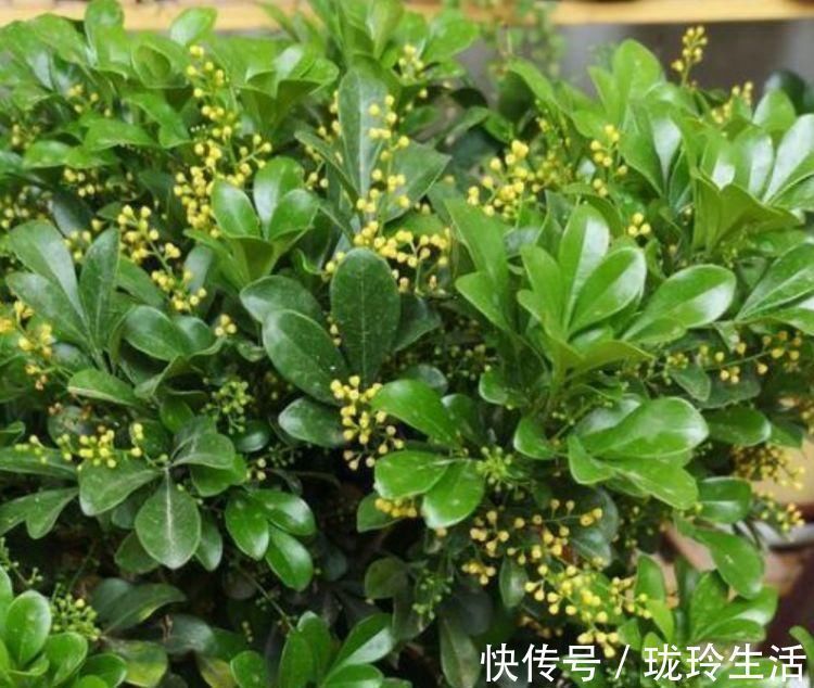 花苞|比香水还好闻的3种花,漂亮又好养,春天开最旺,大家抢着买