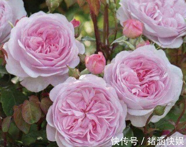 月季、茉莉花有蚜虫用上“3个技巧”,统统都消灭,太实用!