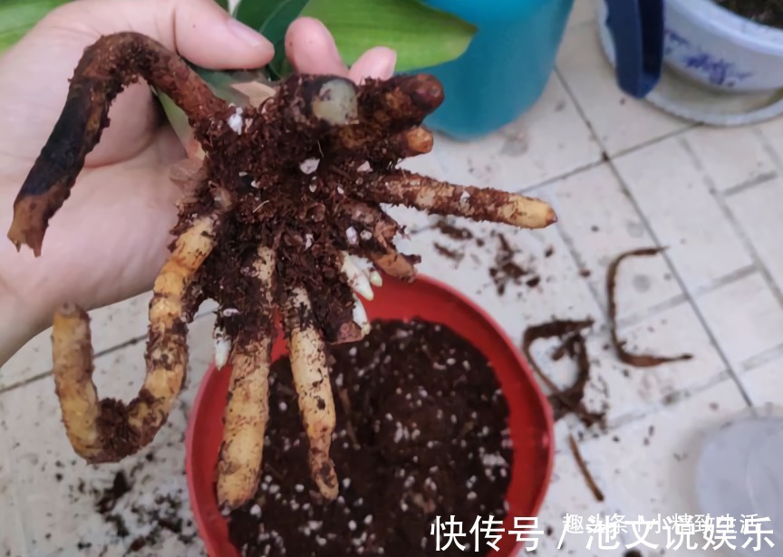 君子兰|1个小方法，让君子兰不再烂根，解决新手浇水难题，浇多了也不怕