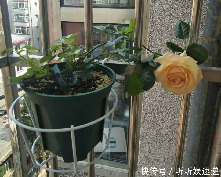 阳台很小,养不了太多花?巧用6个小方法,多养3倍还不止