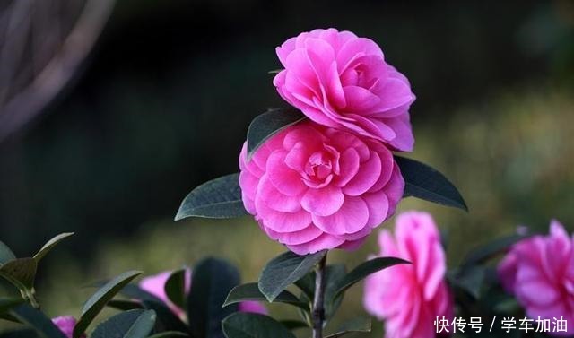 这三种“高级花”遇水易疯长,比牡丹“艳丽”,大户人家最爱养!