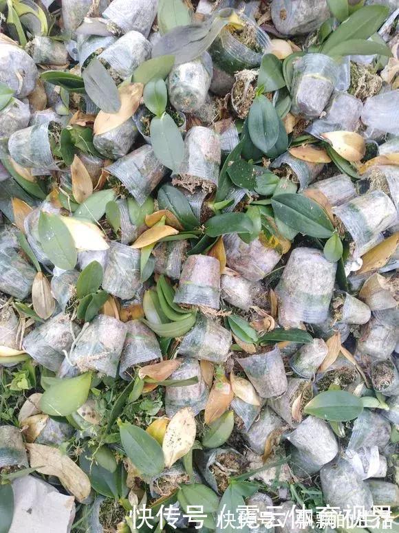 回家|垃圾桶里一堆“贵货”花,丢人也要捡,带回家就开花