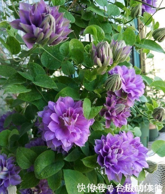 小花|她在小院子里种了一种花,开花独特又漂亮,路人都说“头回见”!