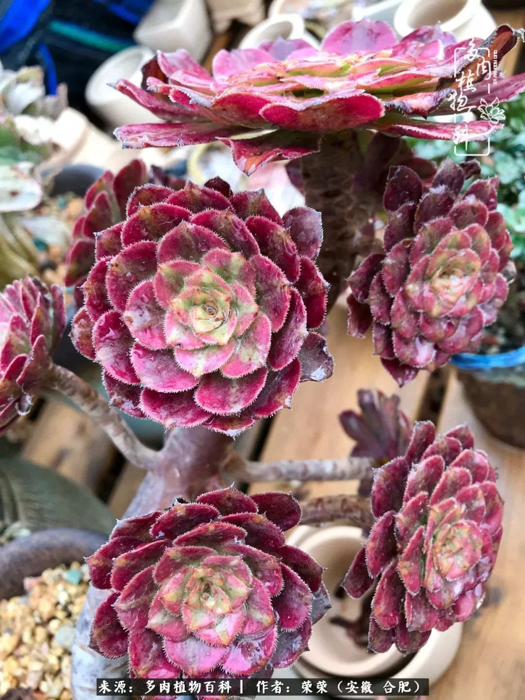 初秋时节,度夏后的多肉陆续回归!偷偷上了一层淡妆!