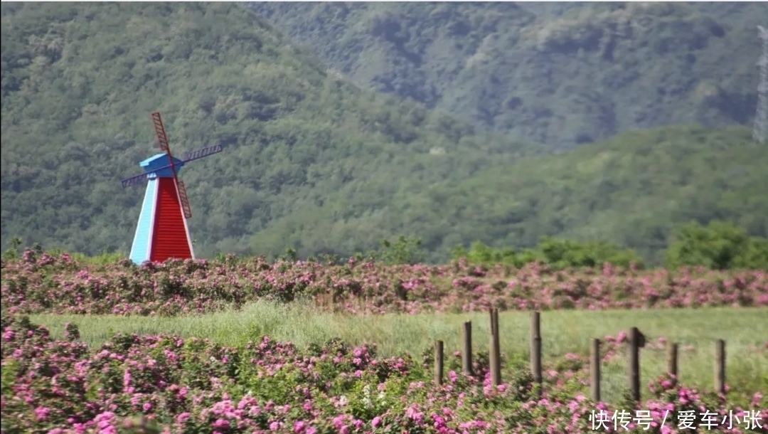 玫瑰园|看花不知去哪，西安不远秦岭七百亩玫瑰花海，不仅能看而且还能吃