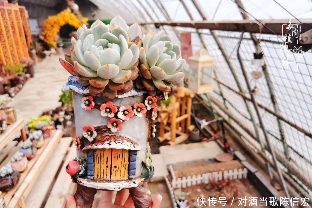 多肉桃花源:别人笑我太疯癫,我笑他人看不穿!