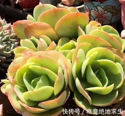 养不死的多肉植物碧桃,别称鸡蛋莲花,浅谈其老桩如何换盆